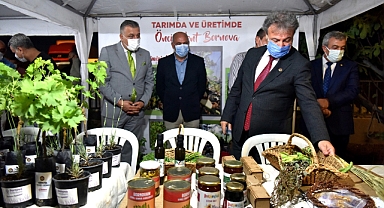 Bornova’da Kınalı Bamya Hasadı Başladı