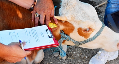 Menemen’de Kurban Bayramı Denetimi 