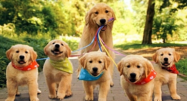 Narlıdere Belediyesi'nden Sahipsiz 