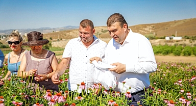 Seferihisar'da Lavanta ve Ekinezya Hasadı Gerçekleşti