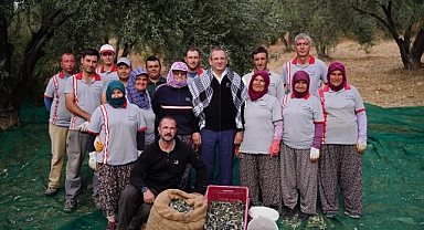 Sezonun İlk Zeytin Hasadını Başkan Mesut Ergin Yaptı