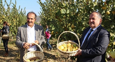 Türkiye’nin Dünyada Lider Olduğu Ayva da Hasat Coşkusu