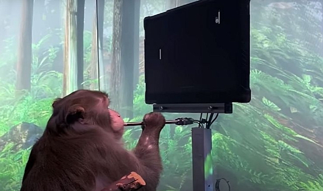 Elon Musk'tan Çipli Maymun