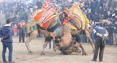Bergama Deve Güreşleri için geri sayım başladı