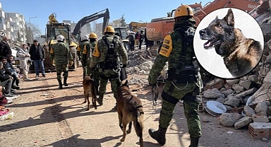 Meksika kurtarma köpeği Proteo hayat kurtarırken yaşamını yitirdi