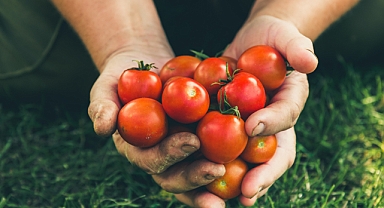 Domates ihracatına getirilen yasak kaldırılmazsa tüketici domatesi seneye 100 liraya yiyemez