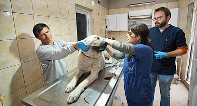 Gaziemir'de depremzede köpek yaşayacak