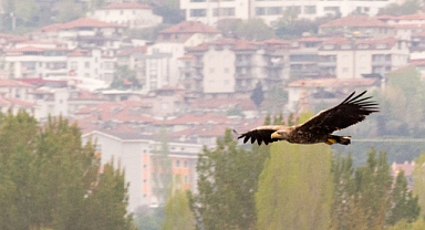 Ak Kuyruklu Kartal Görüntülendi