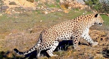 Nesli tükendi sanılan Anadolu Leoparı geri döndü