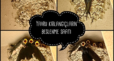 Yavru kırlangıçlar pır uçuverdi