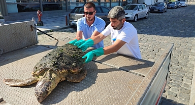 İzmir Körfezinde yaralı “Caretta Caretta” bulundu