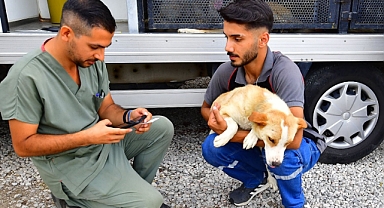 İzmir’de bir yılda 25 bin kedi ve köpek kısırlaştırıldı