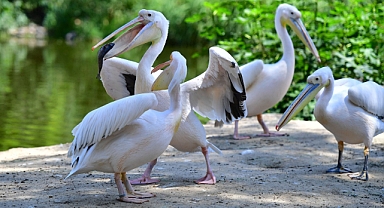 İzmir Doğal Yaşam Parkı’nın göçmen kuşları