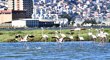 Doğaseverler Flamingo Festivali’nde buluşacak