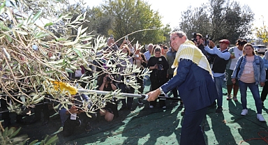 Ayvalık 18. Uluslararası Zeytin Hasat Festivali başlıyor