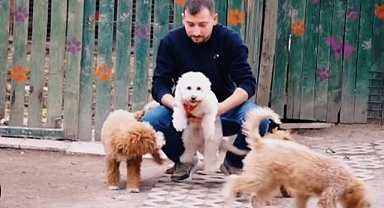 Köpeğinizin Eğitimini İhmal Etmeyin