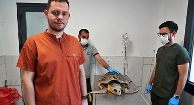 Körfez’deki yaralı Caretta carettaya yardım eli