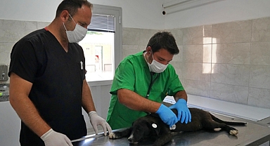 Sokak hayvanları bu hastanede şifa buluyor