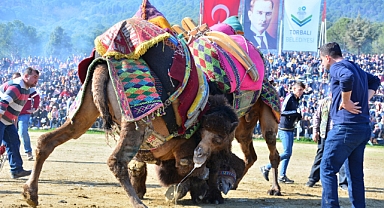 Torbalı'da Pehlivan develer Torbalı Arenası’na inecek