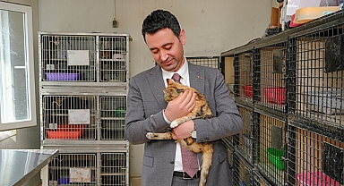 Bayraklı'da 8 bin 379 sokak hayvanı tedavi edildi 