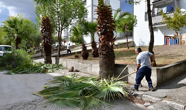 Çiğli’de sonbahar bakımı: Ağaçlar budanıyor, kent güzelleşiyor