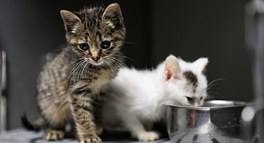 Buca’da 3 bin 54 sokak kedisi kısırlaştırıldı